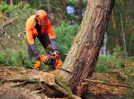 Best Tree Disease Treatment  in Ludington, MI