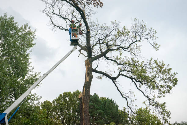 Professional Tree Services in Ludington, MI