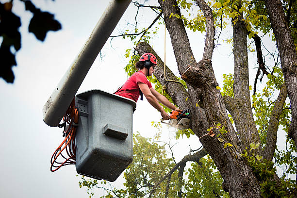 Best Stump Grinding and Removal  in Ludington, MI