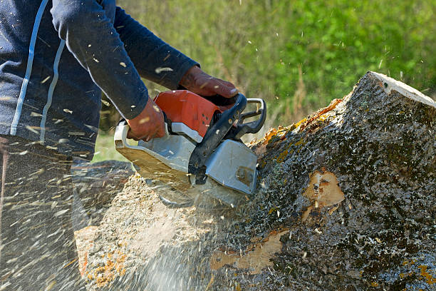 Why Choose Our Tree Removal Services in Ludington, MI?